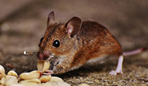 24 Hour & Emergency Exterminators in South Gibson, PA